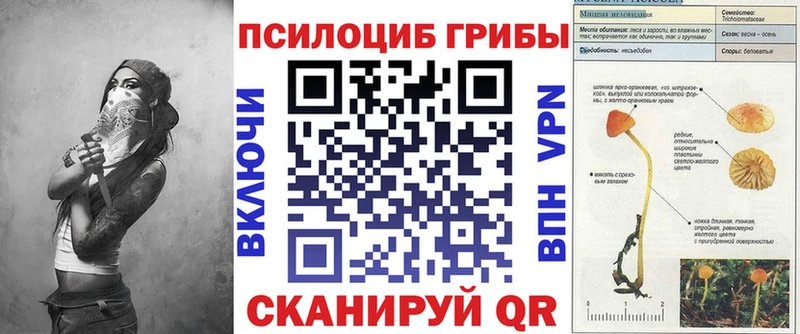купить цена Приволжск Галлюциногенные грибы Cubensis